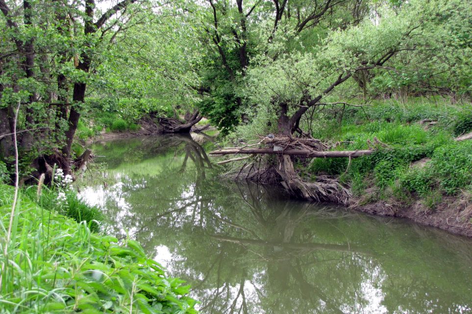01/10 V CHKO Poodří je pro biotu nivy významnou součástí i výskyt tzv. mrtvého dřeva v korytě toku.