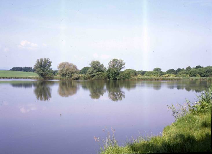 Velký Pavlovický rybník - pozdně jarní aspekt